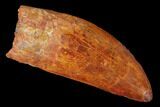 Fossil Carcharodontosaurus Tooth, Serrated - Morocco #110447-1